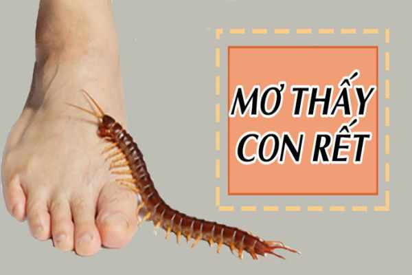 Mơ thấy con rết có thể phản ánh những lo lắng, sợ hãi hay mối đe dọa trong cuộc sống của bạn