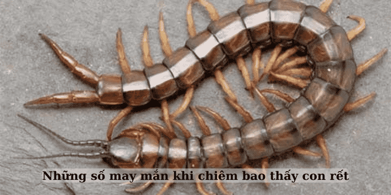 Mối liên hệ giữa rết và các giấc mơ