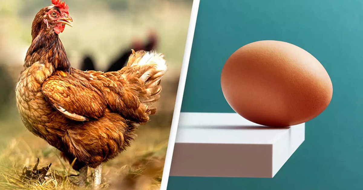 Mơ Thấy Gà Đẻ Trứng Đánh Con Gì?